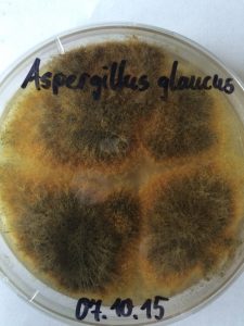 Aspergillus glaucus (Schimmelpilz auf Petrischale)