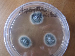 Aspergillus restrictus (isolierter Schimmelpilz auf Petrischale)