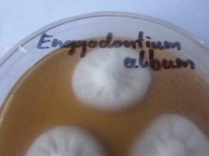 Engyodontium album (Schimmelpilz auf Petrischale)