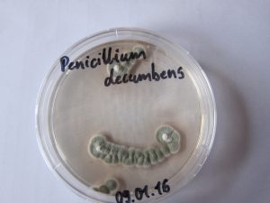 Penicillium decumbens (Schimmelpilz)