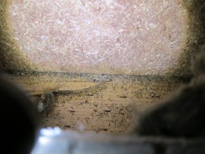 Schimmel im Neubau - Stachybotrys auf Holz